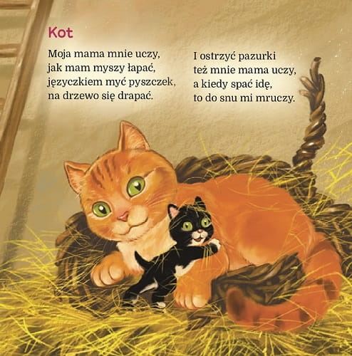 kot.jpg