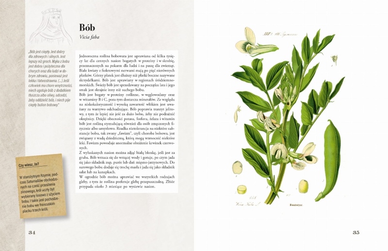 Ilustrowany zielnik Hildegardy z Bingen str 34-35.jpg