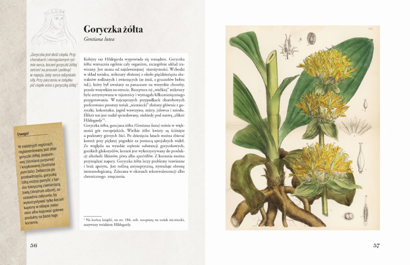 Ilustrowany zielnik Hildegardy z Bingen str 56-57.jpg